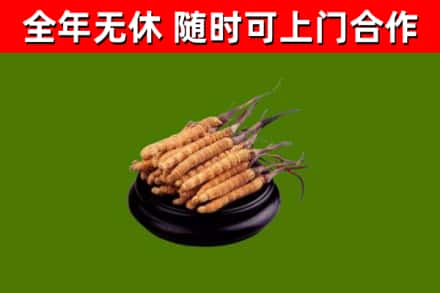 淮北市烟酒回收冬虫夏草.jpg